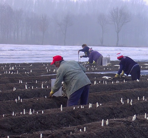 Asperges