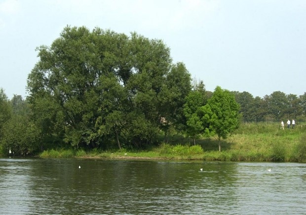 De Maas