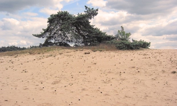 De Heldense Bossen